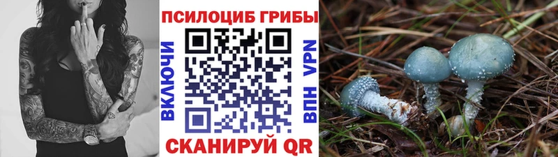 Псилоцибиновые грибы Psilocybine cubensis  Верхний Уфалей 
